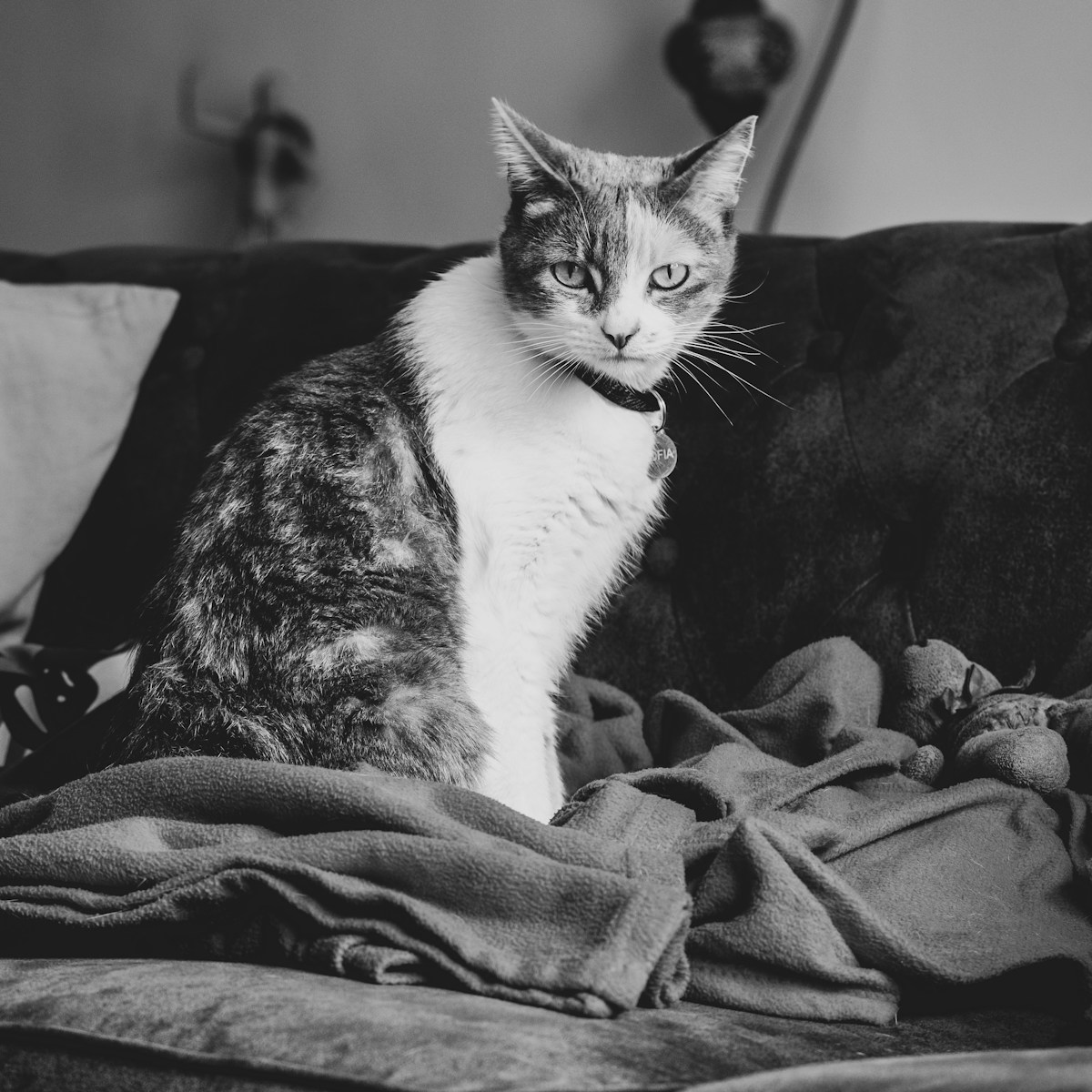 real cat resting on a blanket
