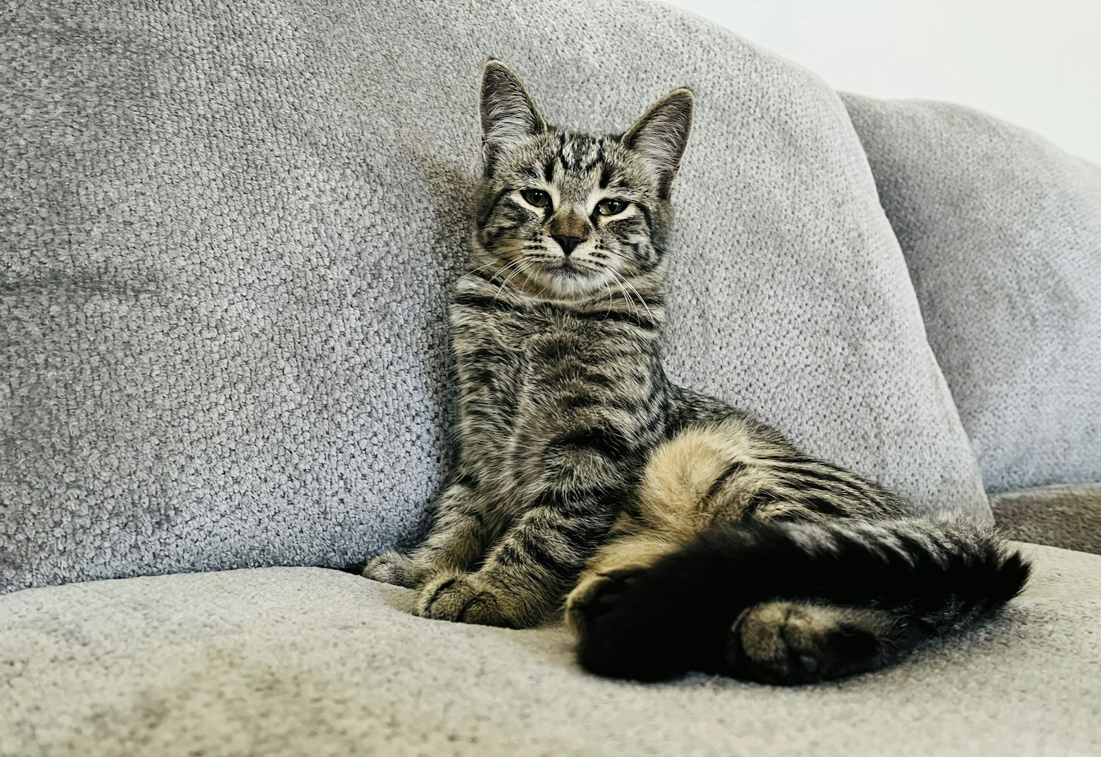 real cat sitting on a couch