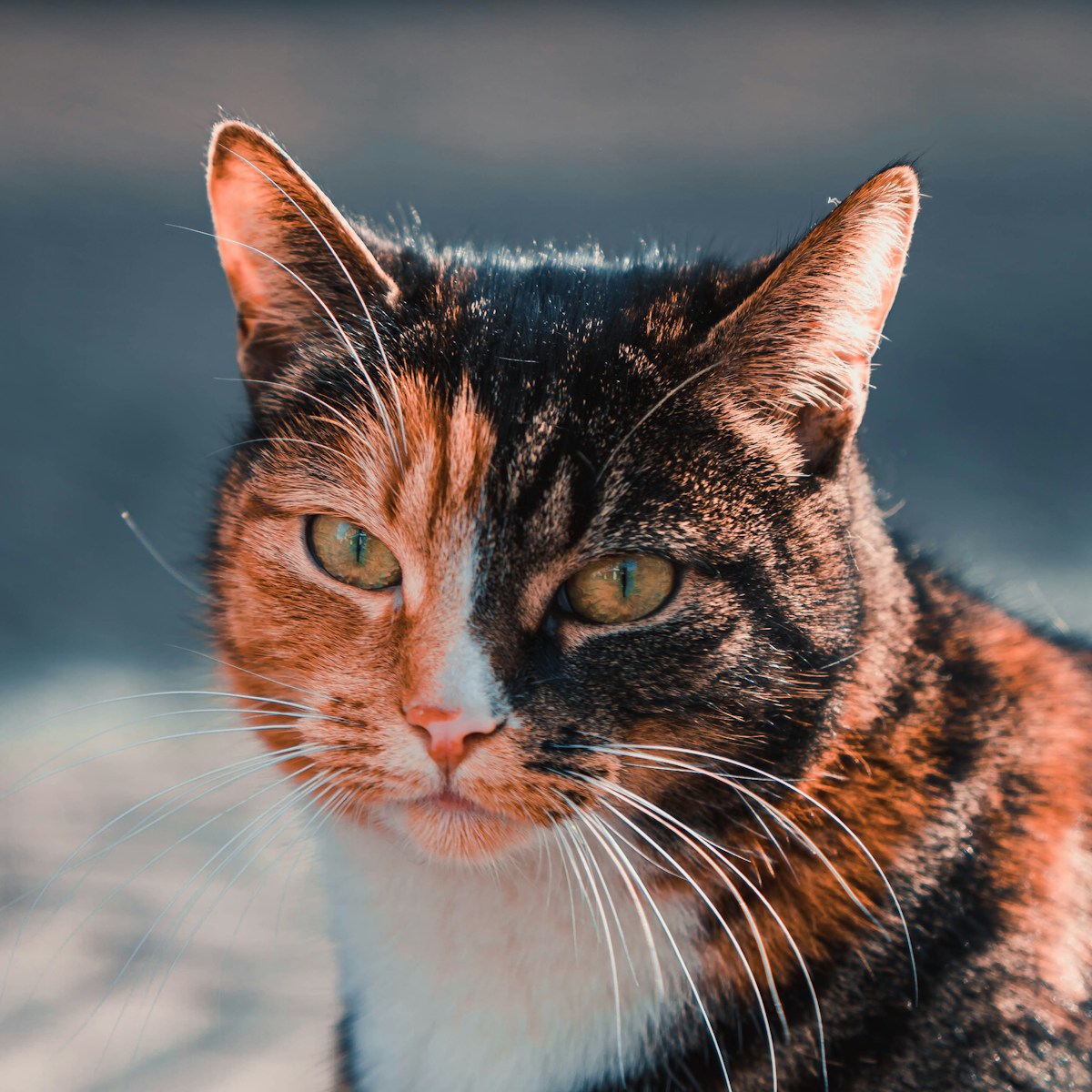 real cat with green eyes looking at the camera
