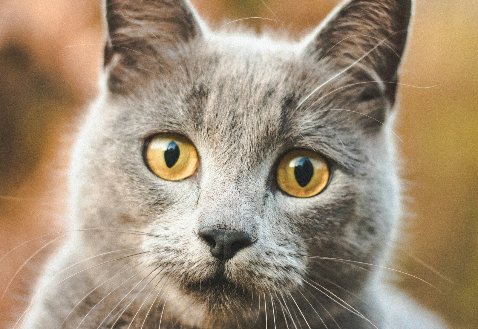 real cat looking out of a window